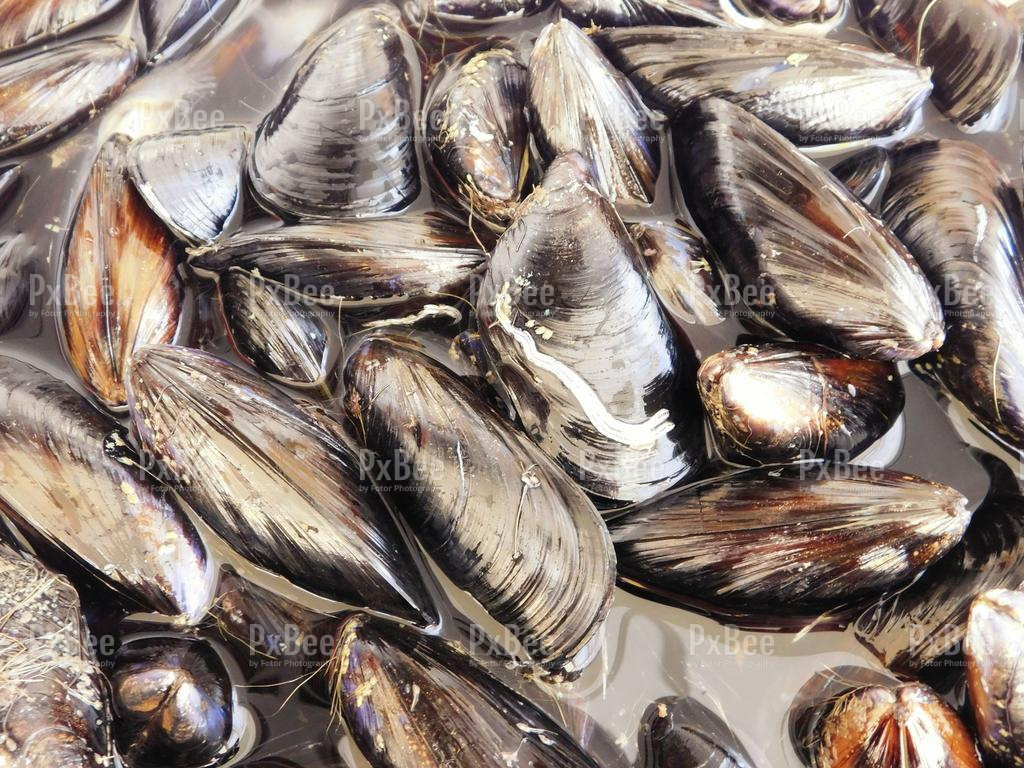Texture of mussels Stock Photo, Royalty Free Image 12970719 PxBee